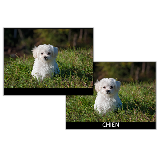 100 images à dénommer